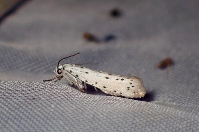 <i>Yponomeuta malinella</i>