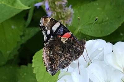 <i>Vanessa atalanta</i>
