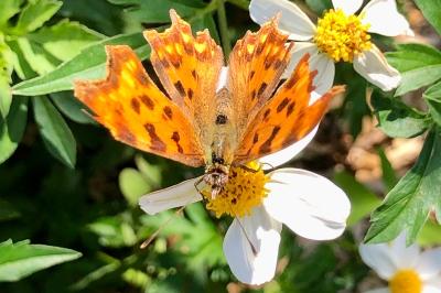 <i>Polygonia c-album</i>