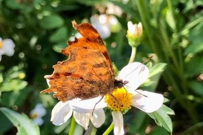 <i>Polygonia c-album</i>