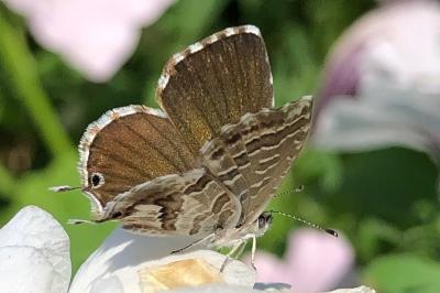 <i>Cacyreus marshalli</i>