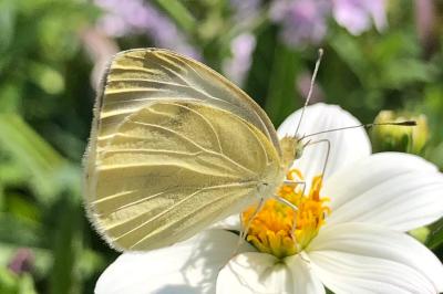 <i>Pieris rapae</i>