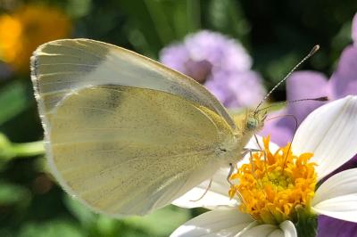<i>Pieris rapae</i>