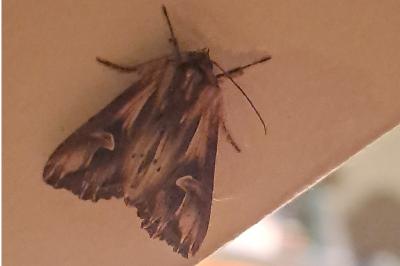 <i>Actinotia polyodon</i>