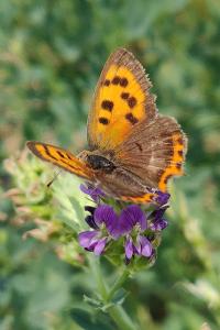 <i>Lycaena phlaeas</i>