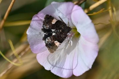 <i>Tyta luctuosa</i>