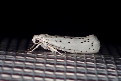 <i>Yponomeuta cagnagella</i>