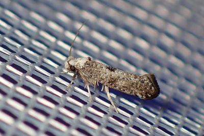 <i>Paraswammerdamia albicapitella</i>