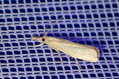 <i>Agriphila straminella</i>