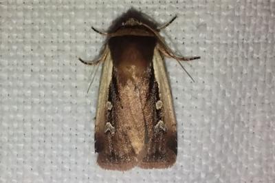 <i>Ochropleura plecta</i>