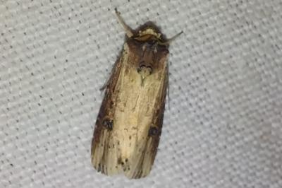 <i>Axylia putris</i>