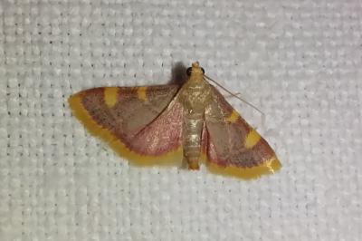 <i>Hypsopygia costalis</i>