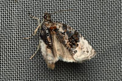 <i>Apotomis betuletana</i>