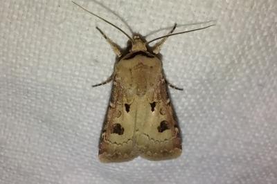 <i>Agrotis exclamationis</i>