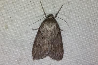 <i>Pachycnemia hippocastanaria</i>