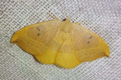 <i>Watsonalla binaria</i>