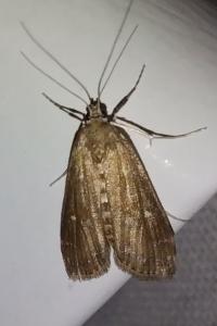 <i>Parapoynx stratiotata</i>