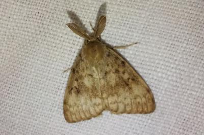 <i>Lymantria dispar</i>