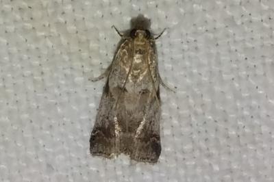 <i>Acrobasis fallouella/glaucella</i>