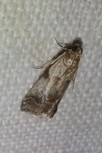 <i>Acrobasis fallouella/glaucella</i>