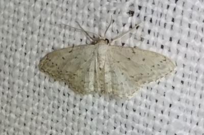 <i>Idaea seriata</i>