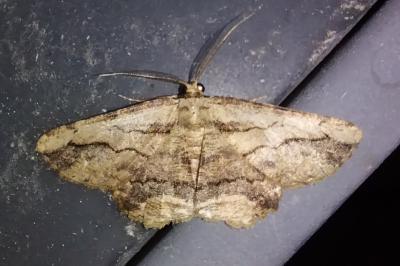 <i>Menophra abruptaria</i>