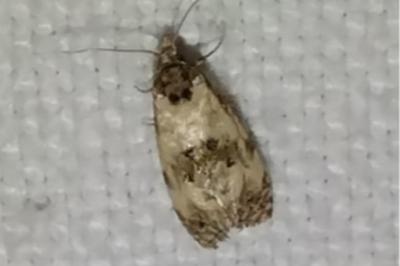 <i>Cochylis</i>