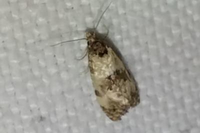 <i>Cochylis</i>