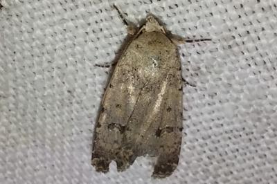 <i>Caradrina clavipalpis</i>