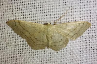 <i>Idaea aversata</i>