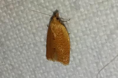 <i>Clepsis consimilana</i>
