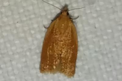 <i>Clepsis consimilana</i>