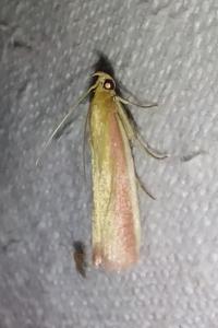 <i>Oncocera semirubella</i>