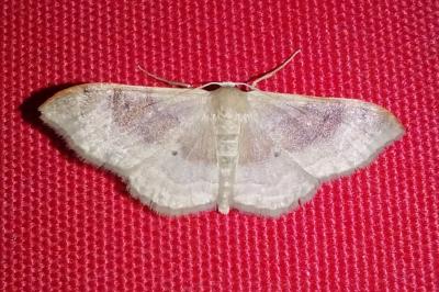 <i>Idaea degeneraria</i>