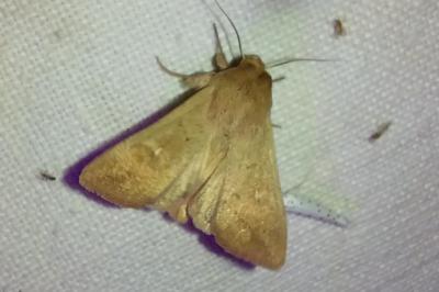 <i>Mythimna ferrago</i>