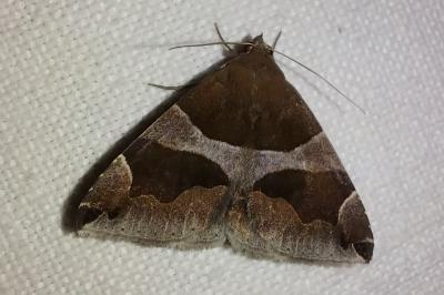 <i>Dysgonia algira</i>