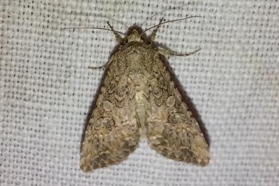 <i>Anarta trifolii</i>