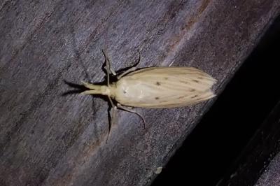 <i>Ematheudes punctella</i>