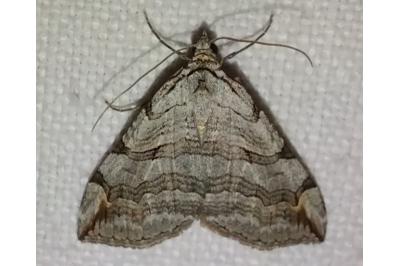 <i>Aplocera efformata/plagiata</i>