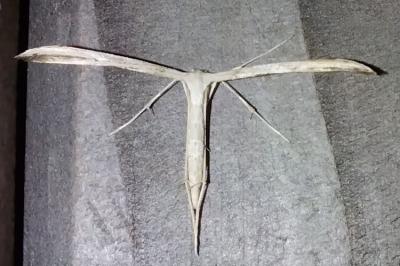 <i>Emmelina argoteles/monodactyla</i>