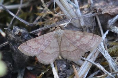 <i>Scopula rubiginata</i>