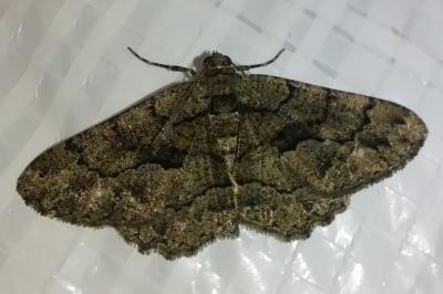 <i>Peribatodes ilicaria</i>
