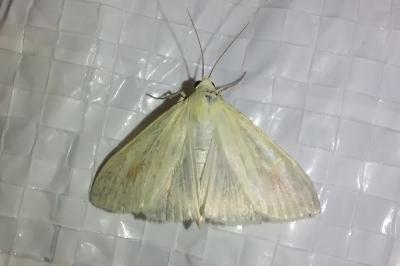 <i>Sitochroa palealis</i>