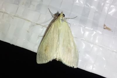 <i>Sitochroa palealis</i>