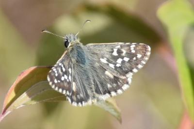 <i>Pyrgus malvae</i>