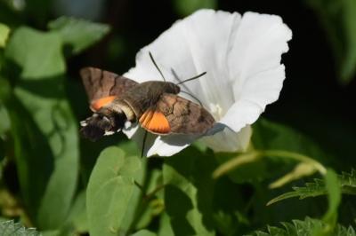 <i>Macroglossum stellatarum</i>