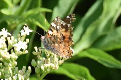 <i>Vanessa cardui</i>