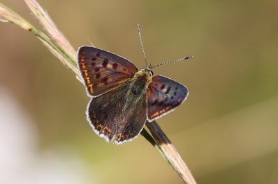 <i>Lycaena tityrus</i>