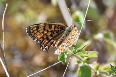 <i>Melitaea phoebe</i>