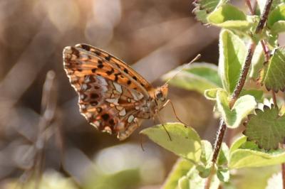 <i>Boloria dia</i>